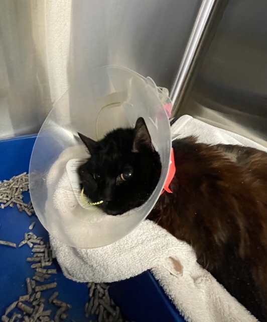 North Seattle Veterinary Clinic