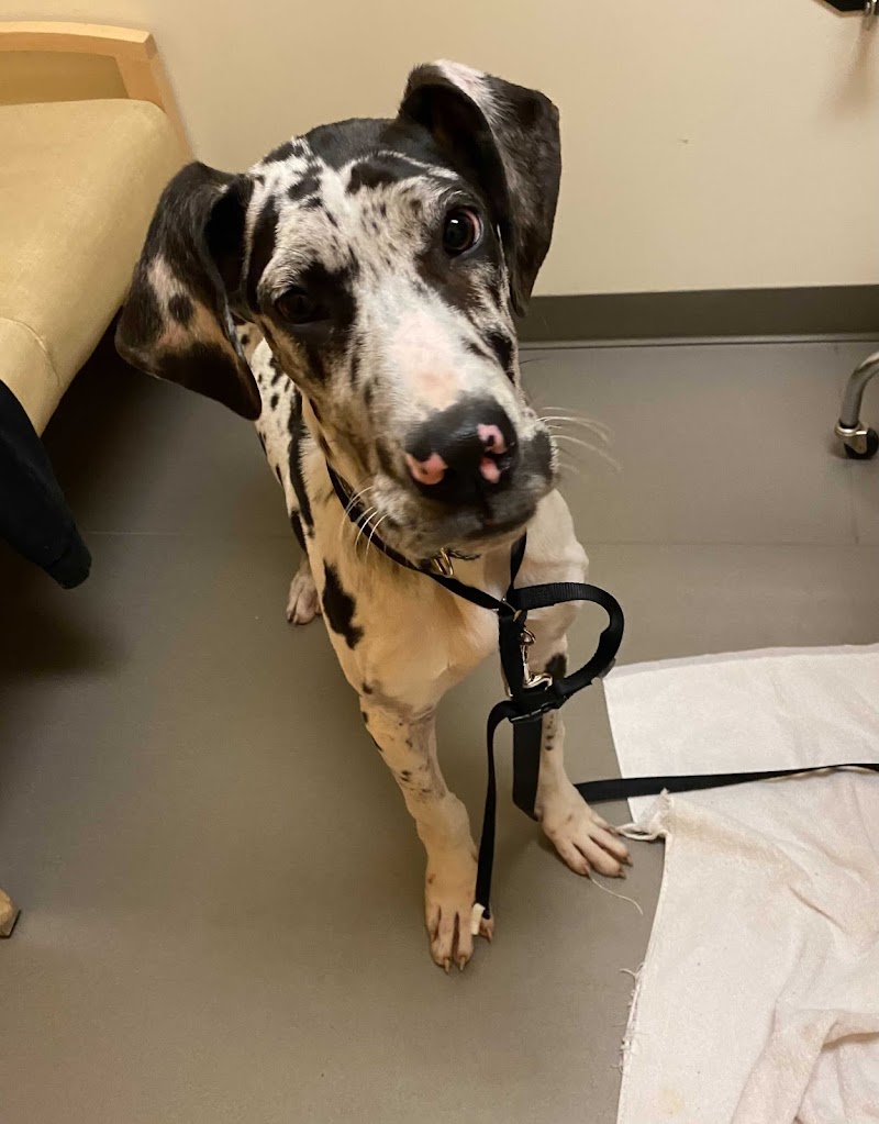 North Seattle Veterinary Clinic