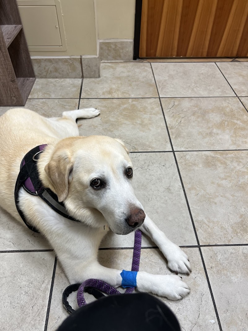 Thrive Pet Healthcare Specialists North Scottsdale