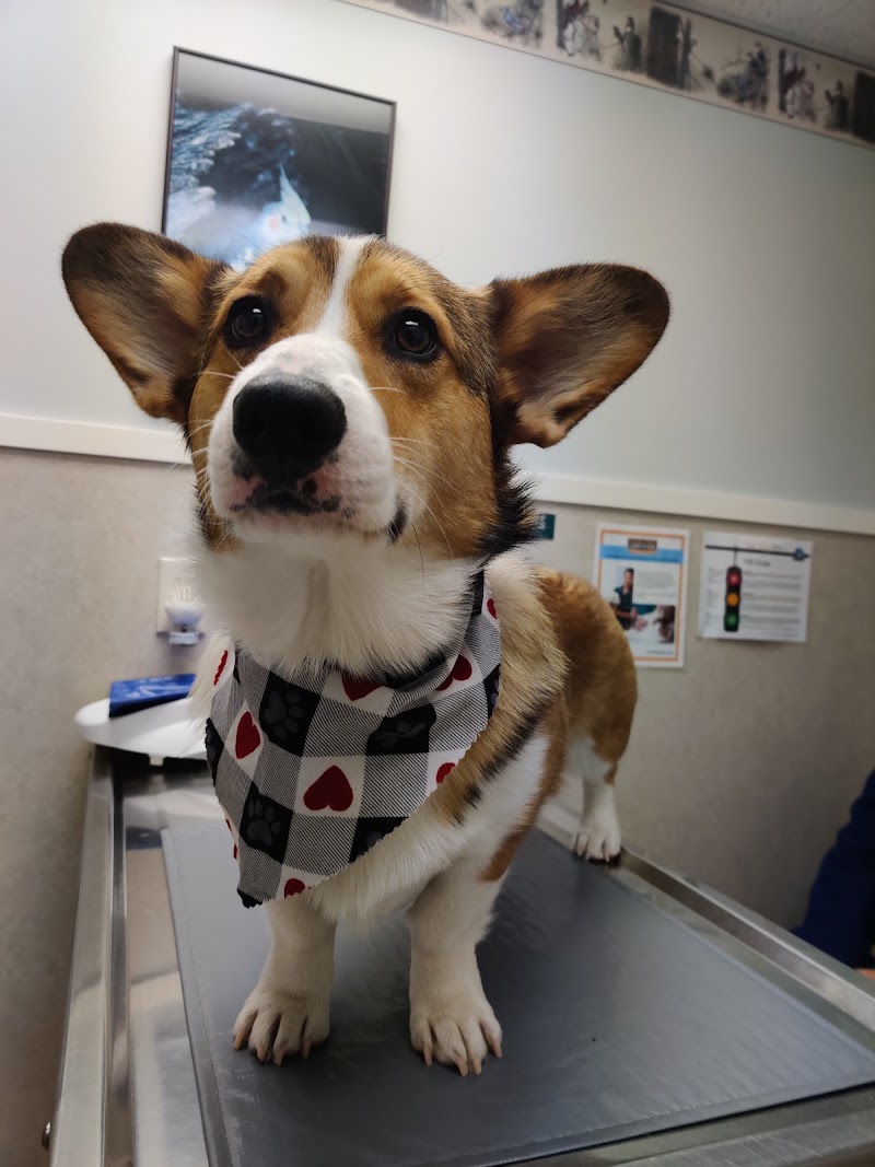 Animal Medical Center