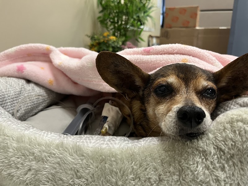 MedVet Silicon Valley