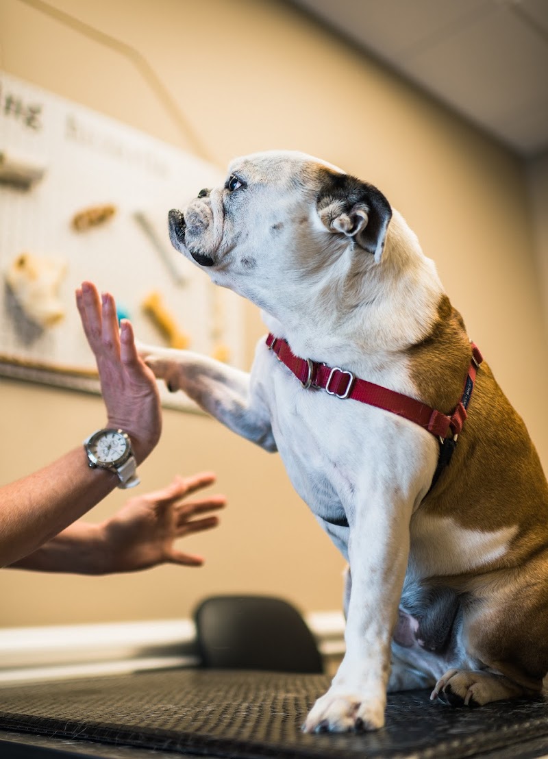Pet Dental Center - Estero, FL
