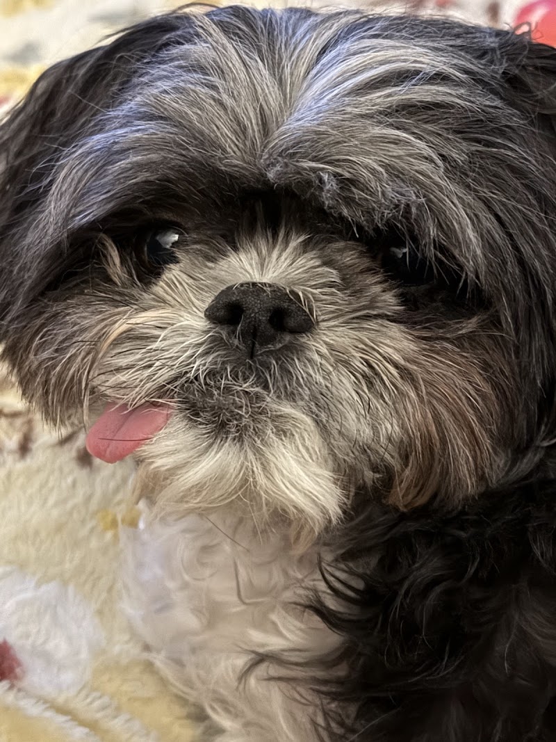 Pet Dental Center