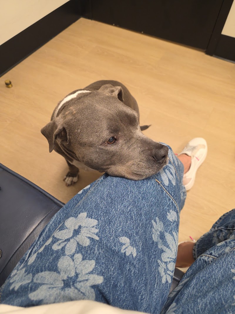 Pet Dental Center