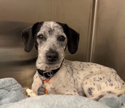 Veterinary Medical Center of Long Island