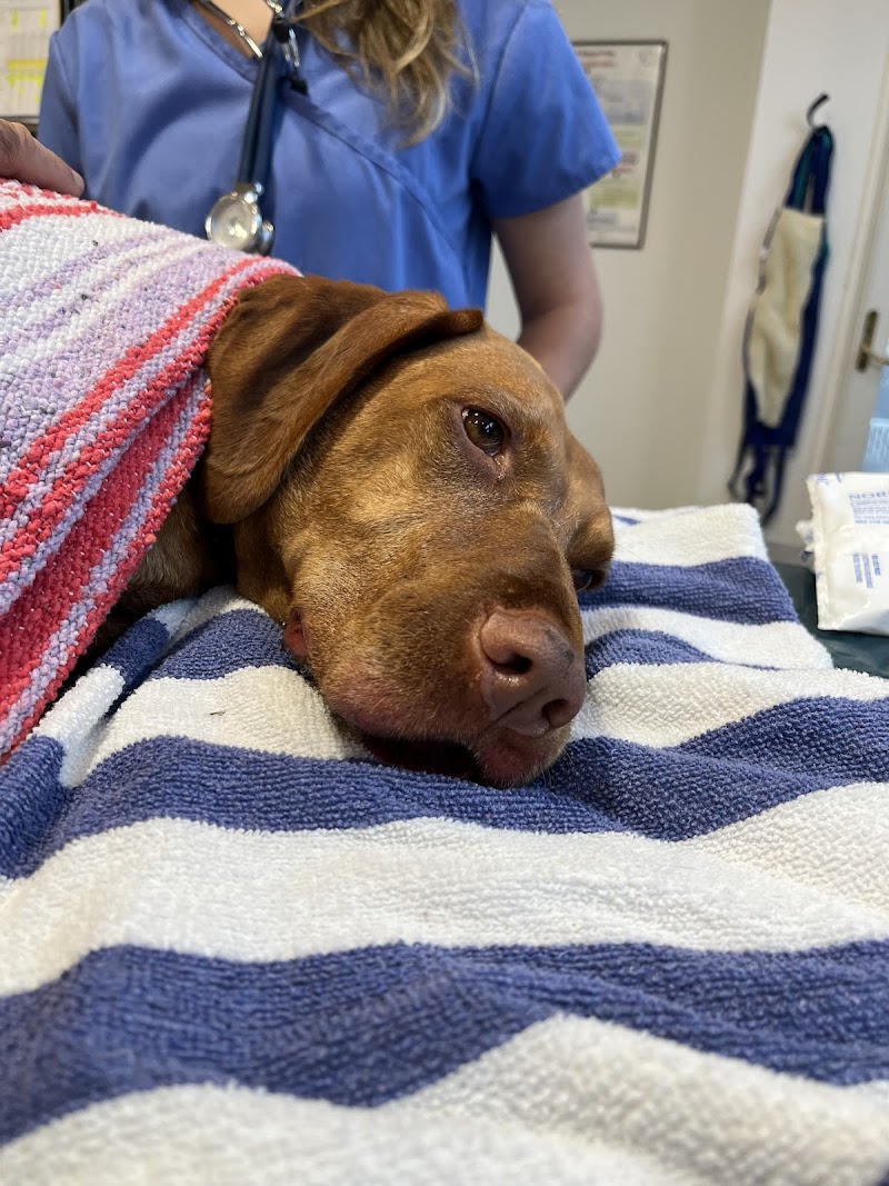 Veterinary Medical Center of Long Island