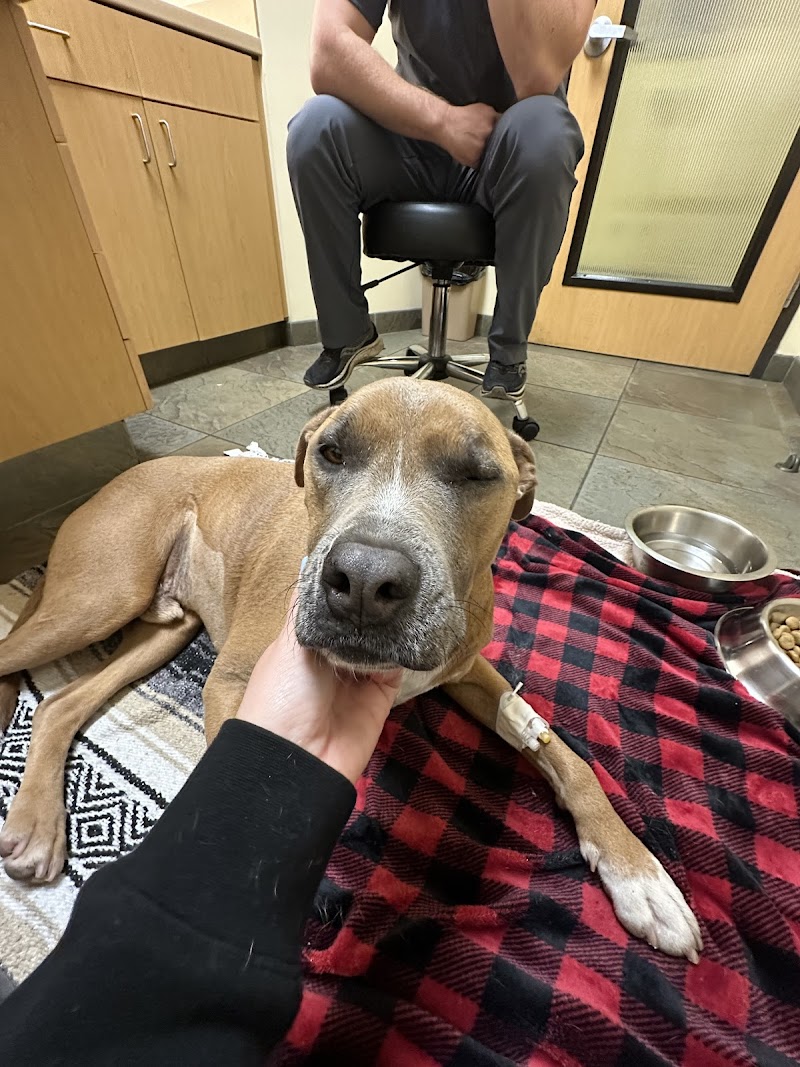 VCA California Veterinary Specialists-Carlsbad