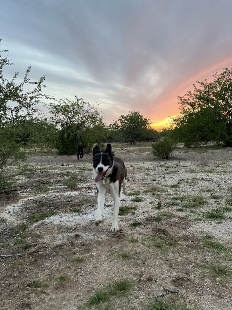 Southwest Veterinary Oncology