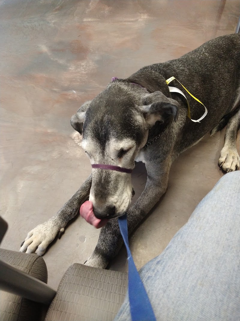 Southwest Veterinary Oncology