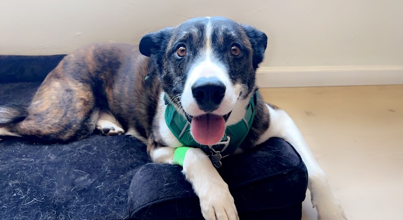 Southwest Veterinary Oncology