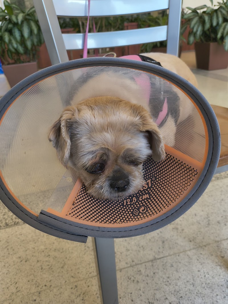 Veterinary Eye Center of New York City (Hell's Kitchen)