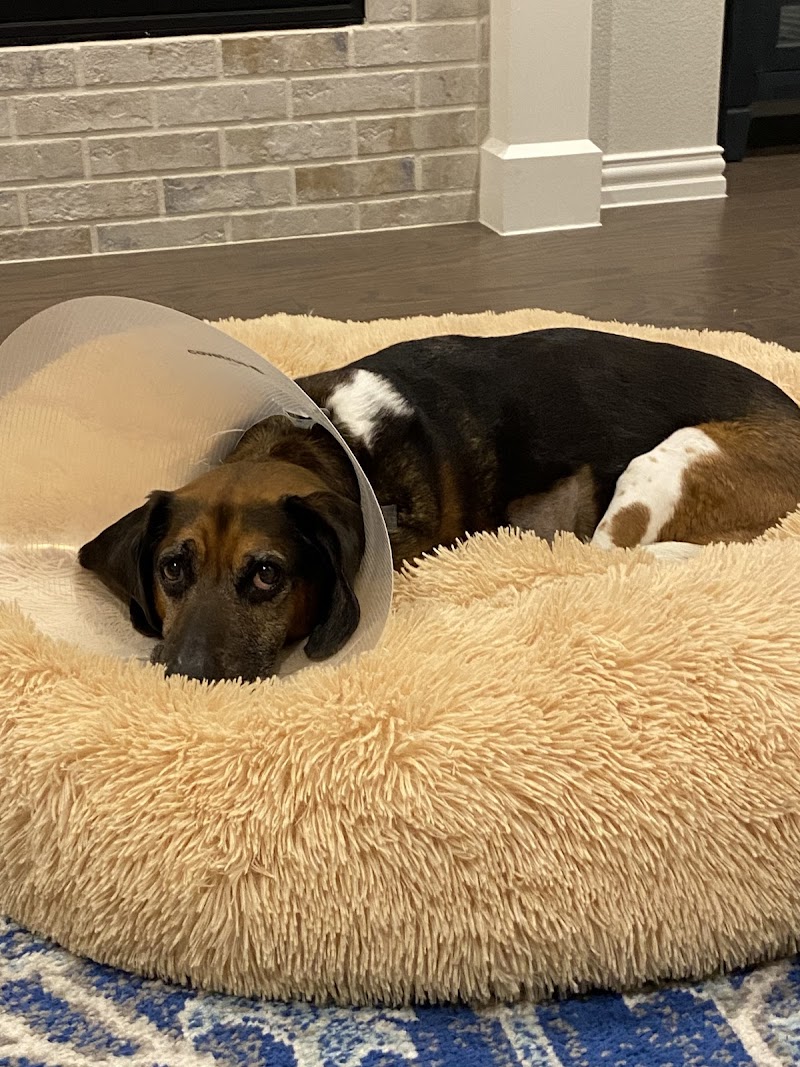 MedVet Dallas