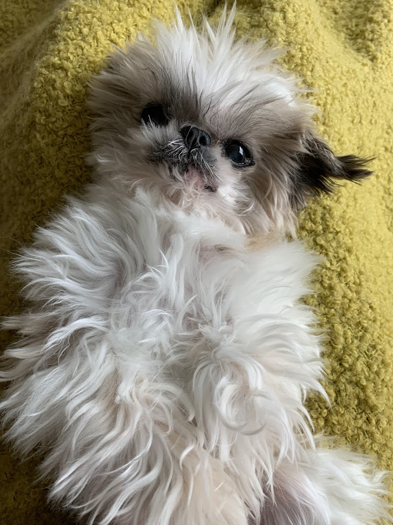 MedVet Dallas