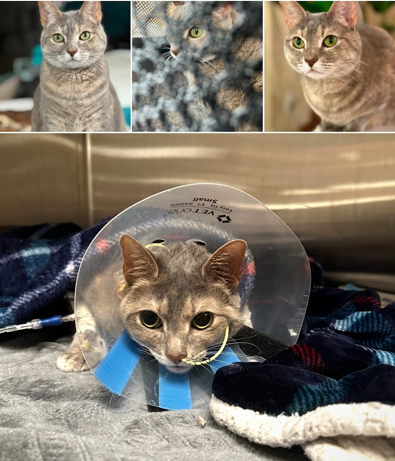 MedVet Dallas