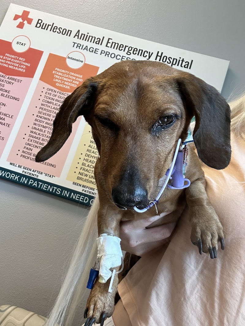 MedVet Dallas