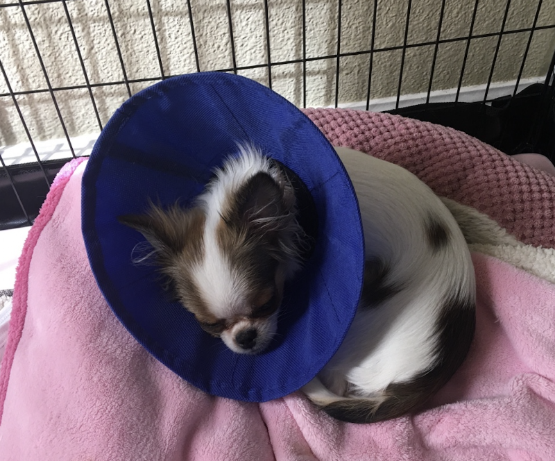 West Valley Pet Clinic