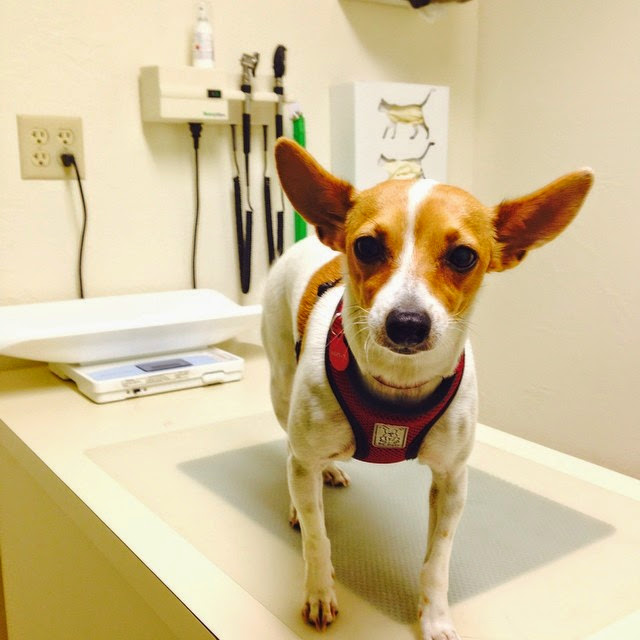 Seven Hills Veterinary Hospital