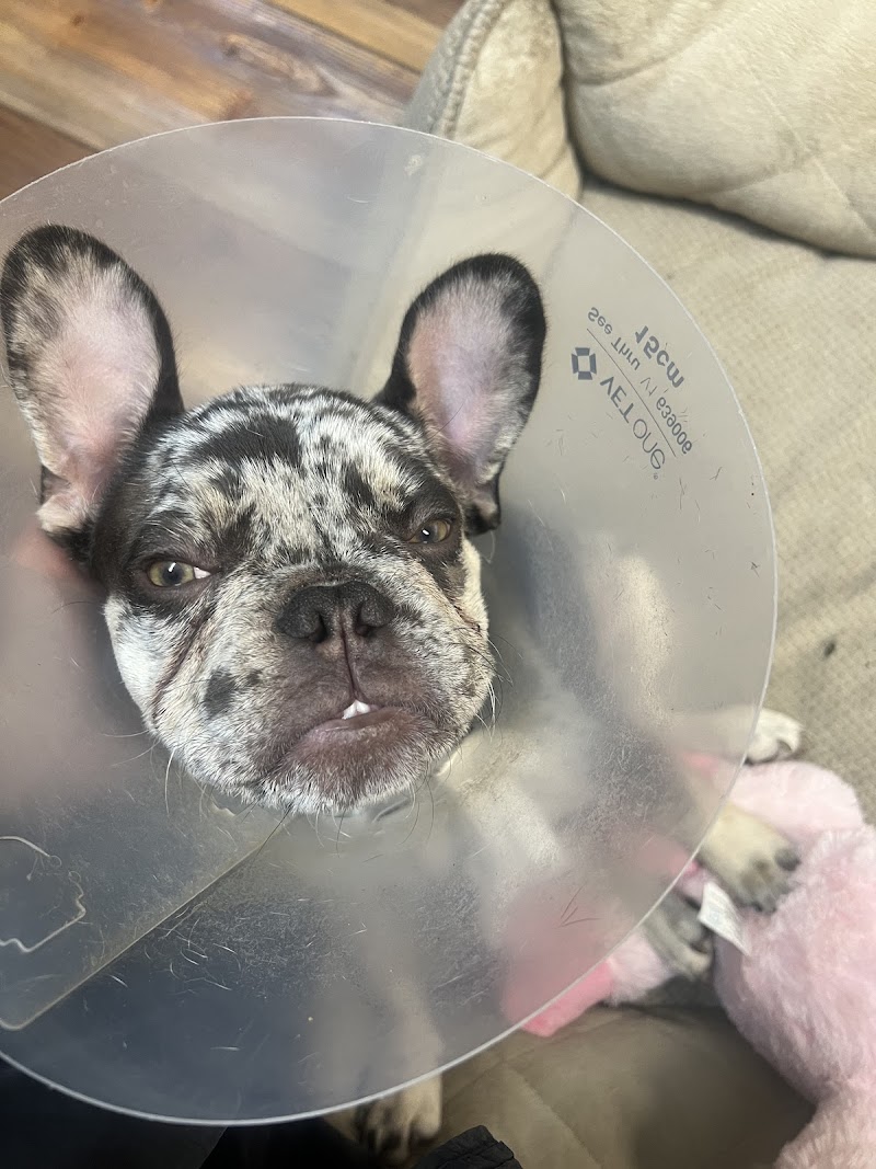 Pet Emergency Treatment and Specialties