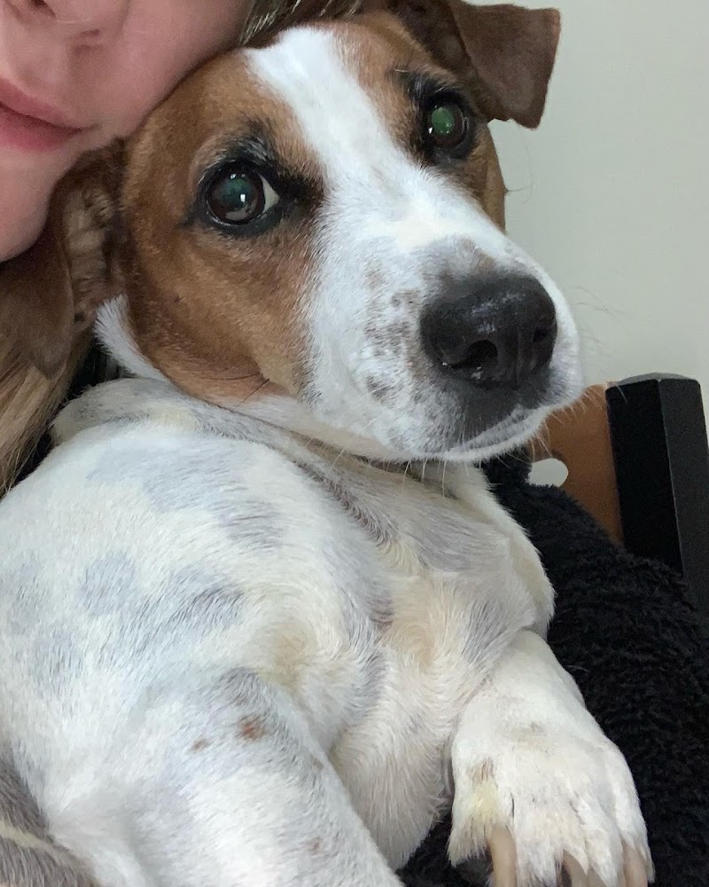 Pet Emergency Treatment and Specialties - Philadelphia