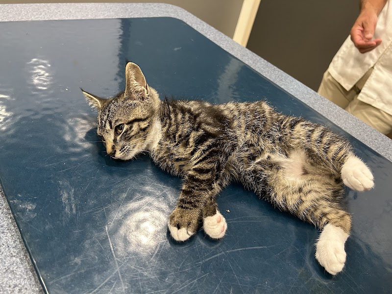 Pet Emergency Treatment and Specialties