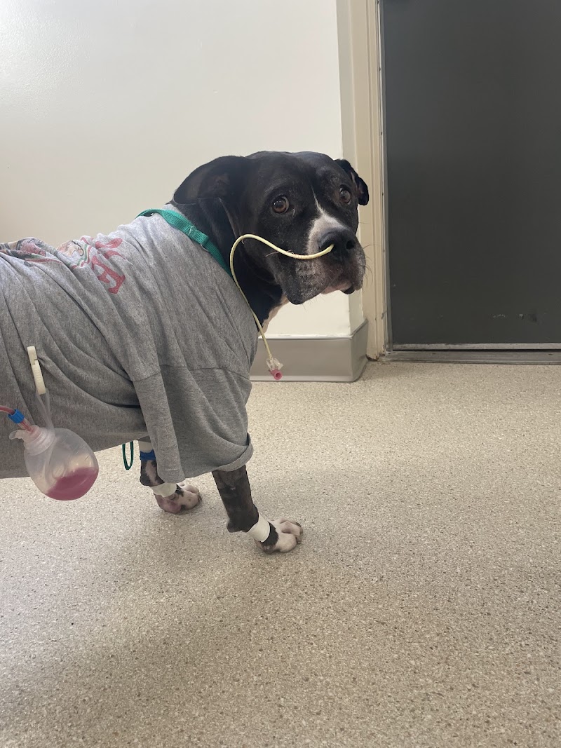 Pet Emergency Treatment and Specialties