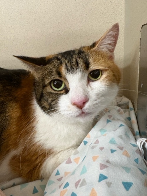 VCA South Shore Weymouth Animal Hospital