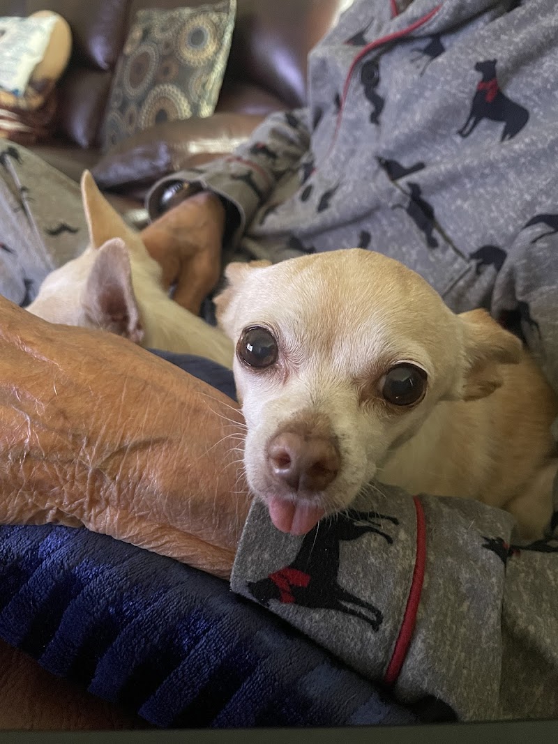 Animal Cancer Center of Texas