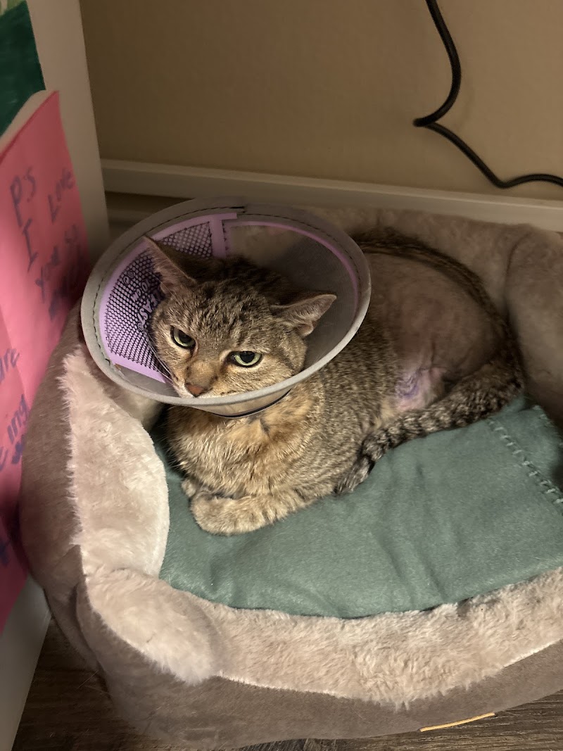 Animal Cancer Center of Texas
