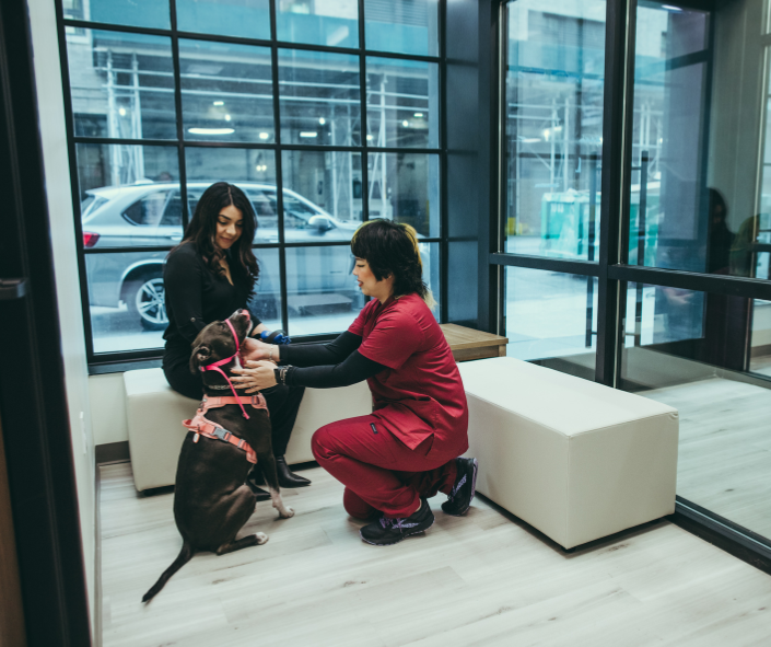 Pure Paws Veterinary Care of Hudson Square