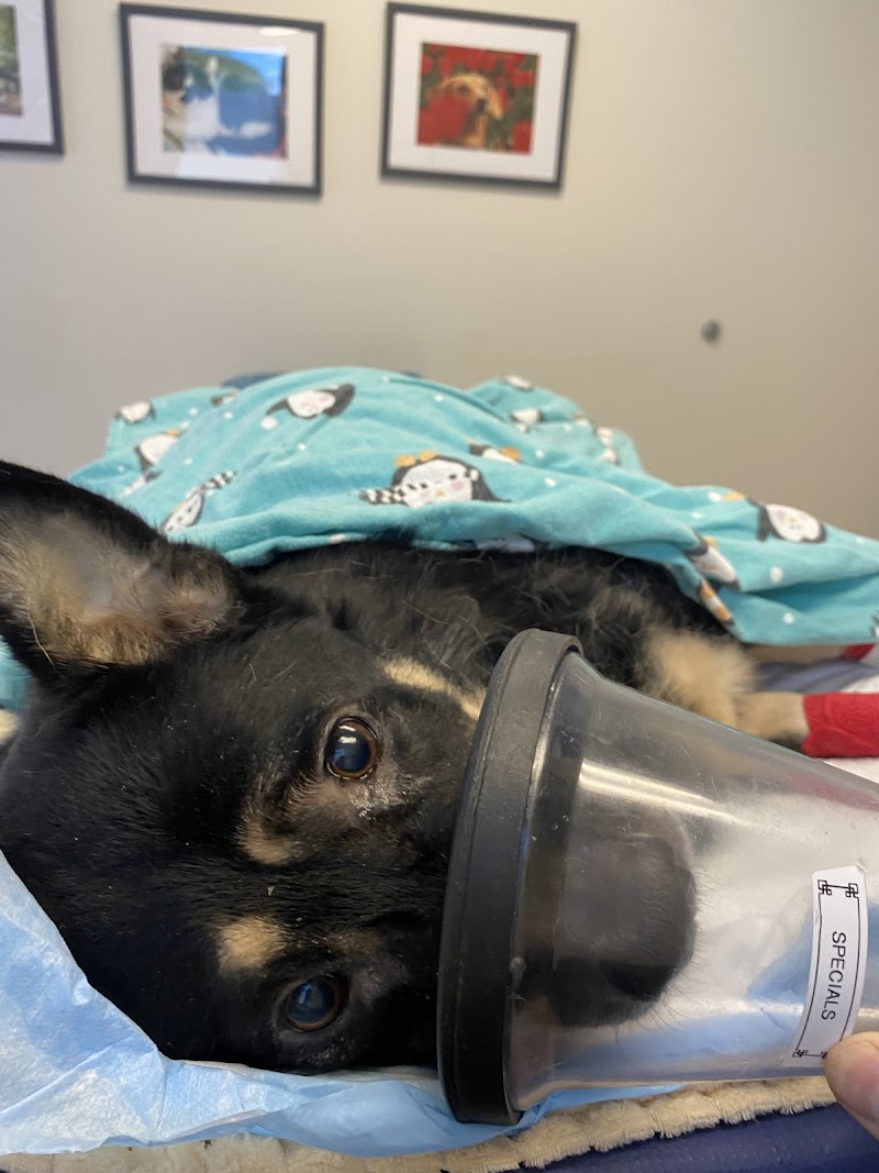 VetMED Emergency & Specialty Veterinary Hospital