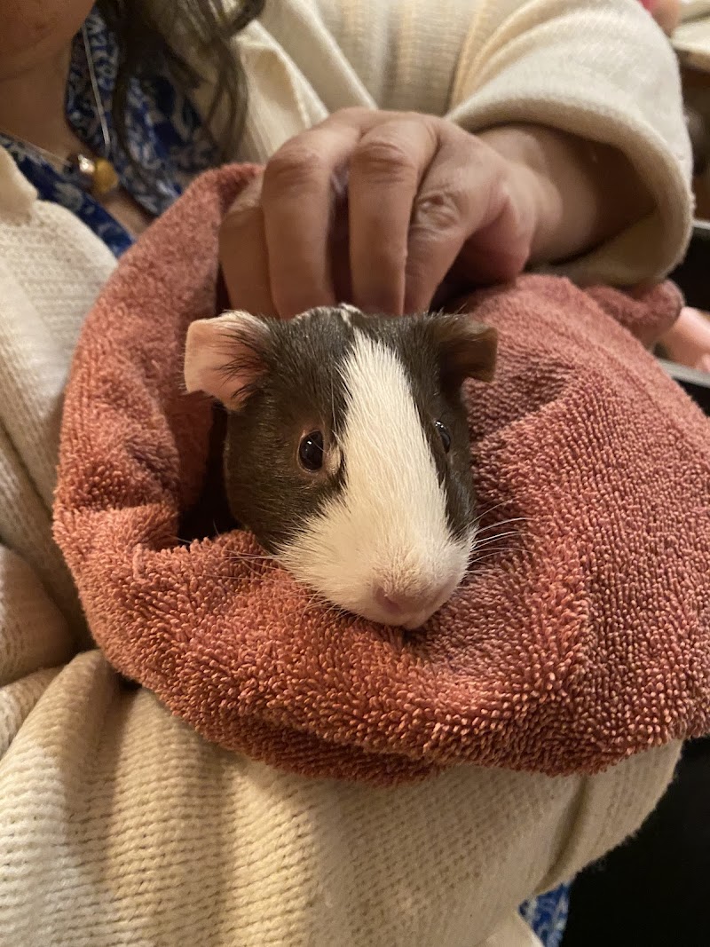 Copper Gate Animal Clinic - Loveland