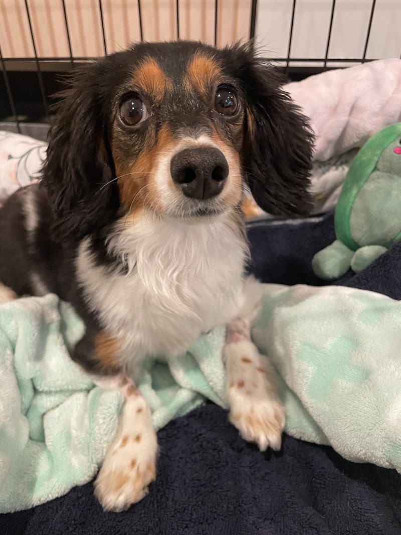 Animal Emergency & Specialty Center