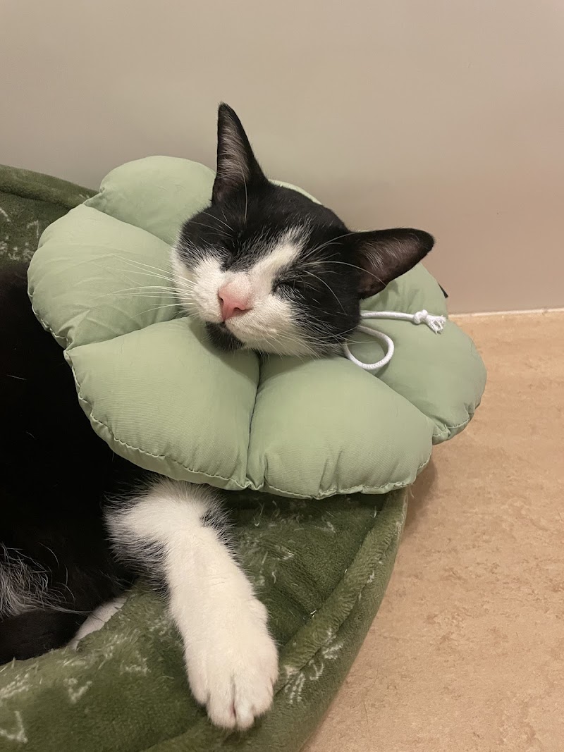 CVCA Cardiac Care for Pets