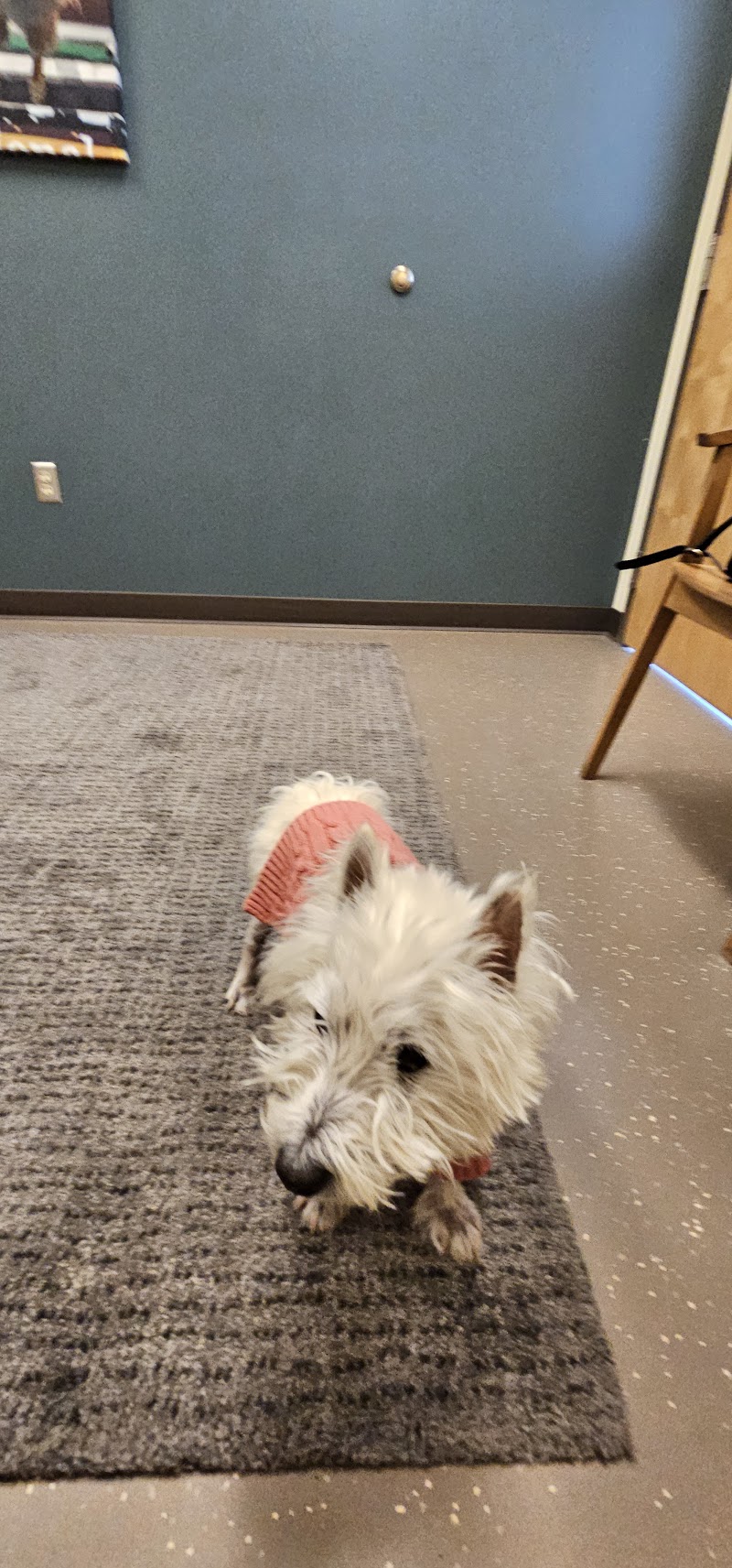 CVCA Cardiac Care for Pets