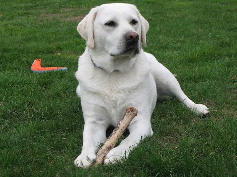 CVCA Cardiac Care for Pets