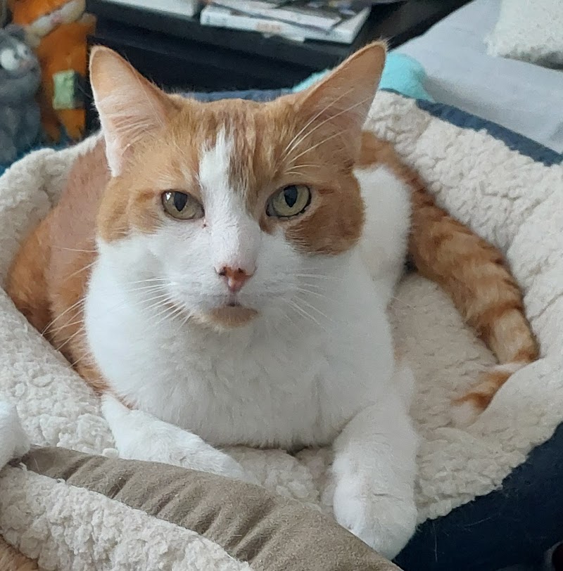 CVCA Cardiac Care for Pets