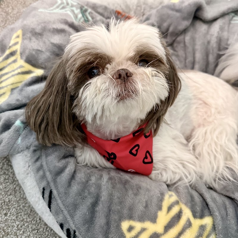 CVCA Cardiac Care for Pets