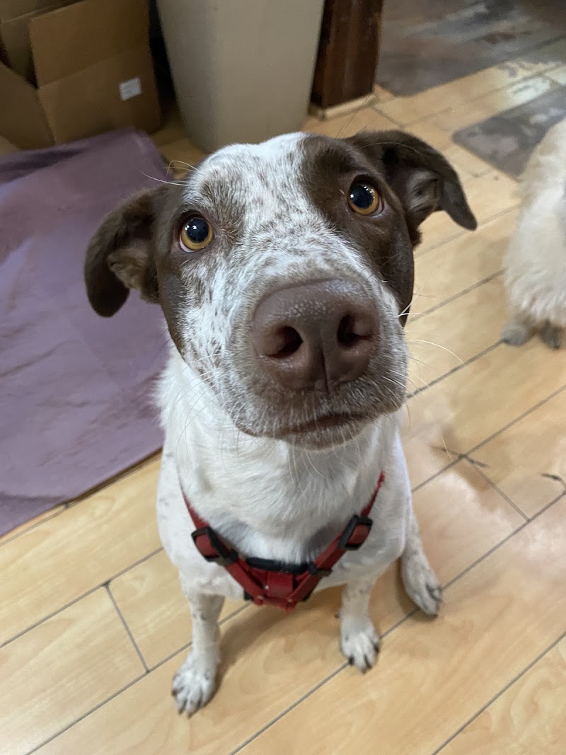 Livewell Animal Hospital of Austin