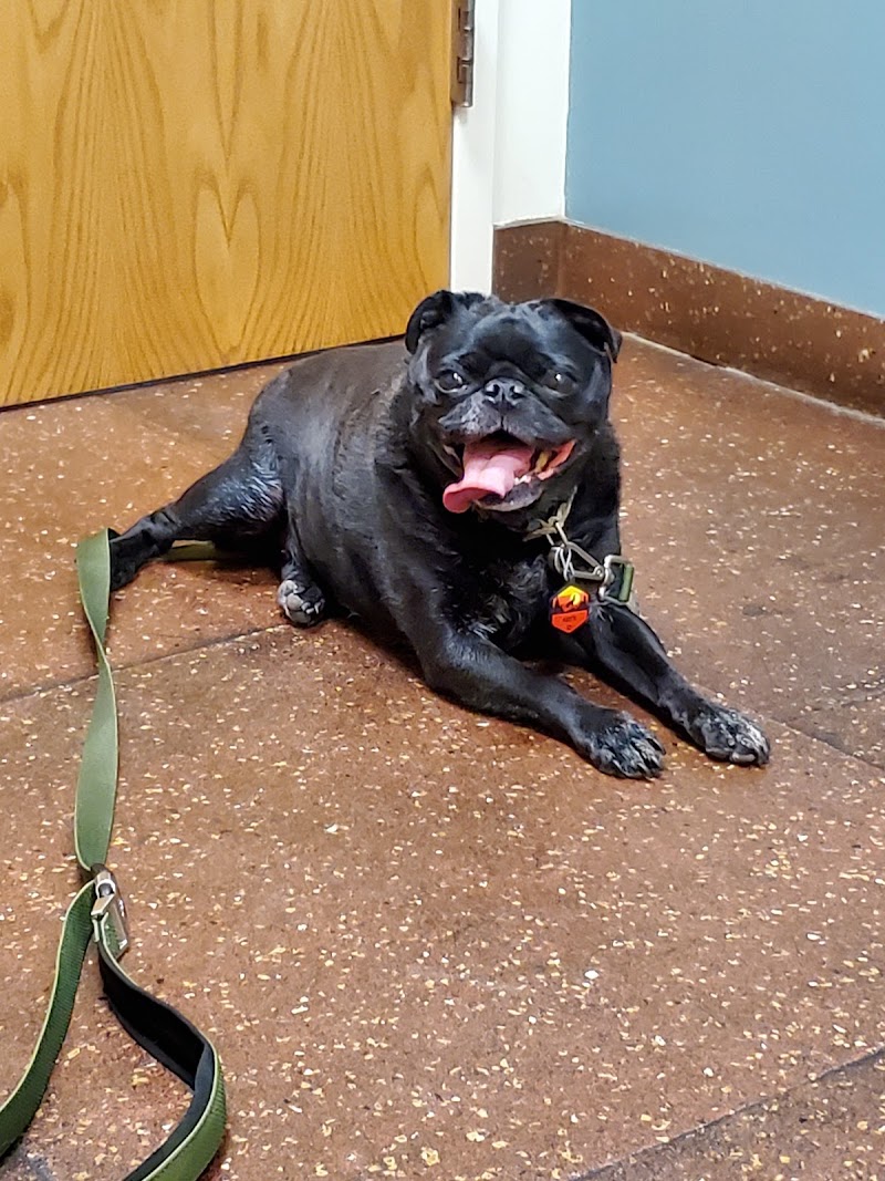 The Center for Animal Wellness