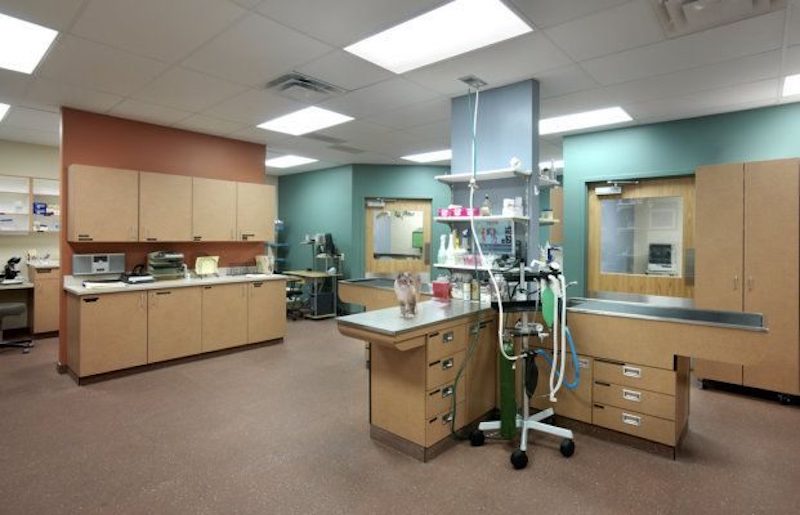 The Center for Animal Wellness