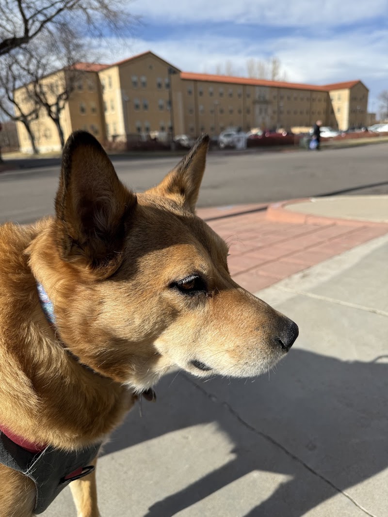The Center for Animal Wellness