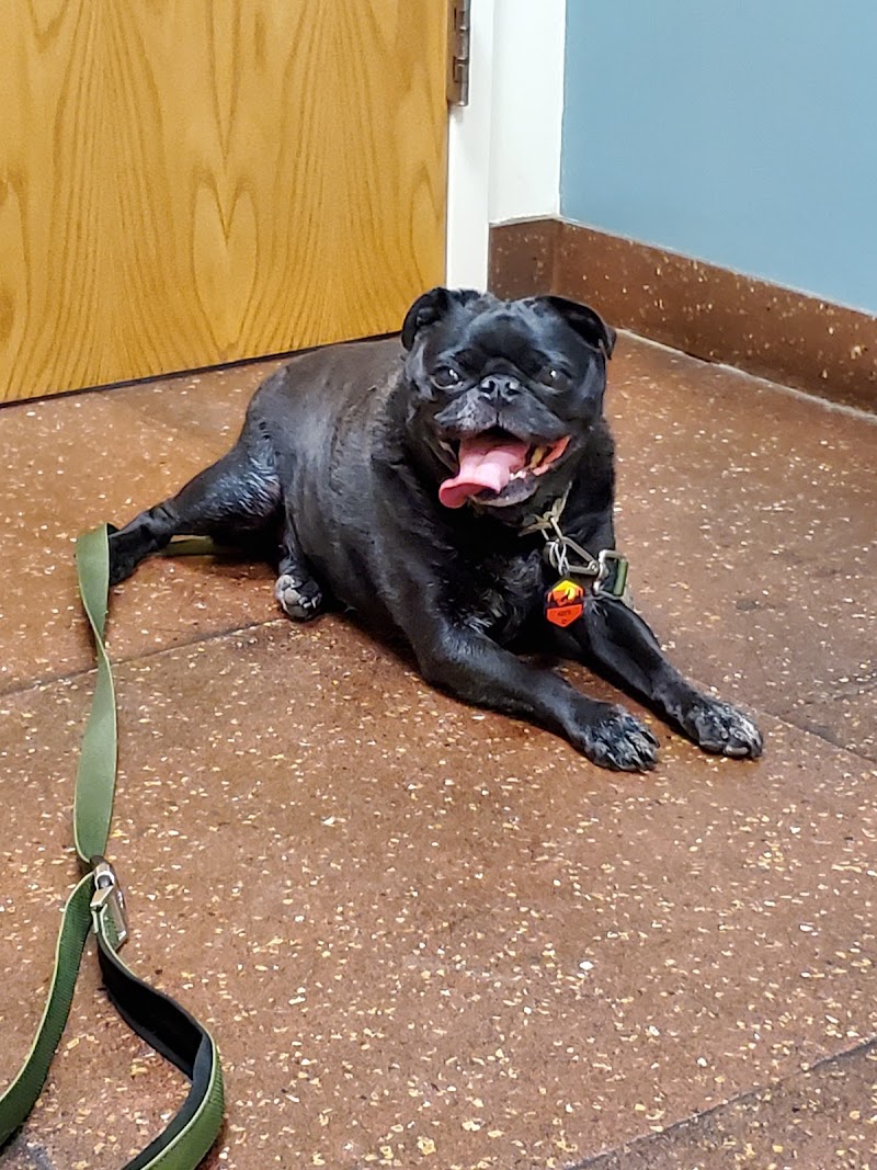 The Center for Animal Wellness