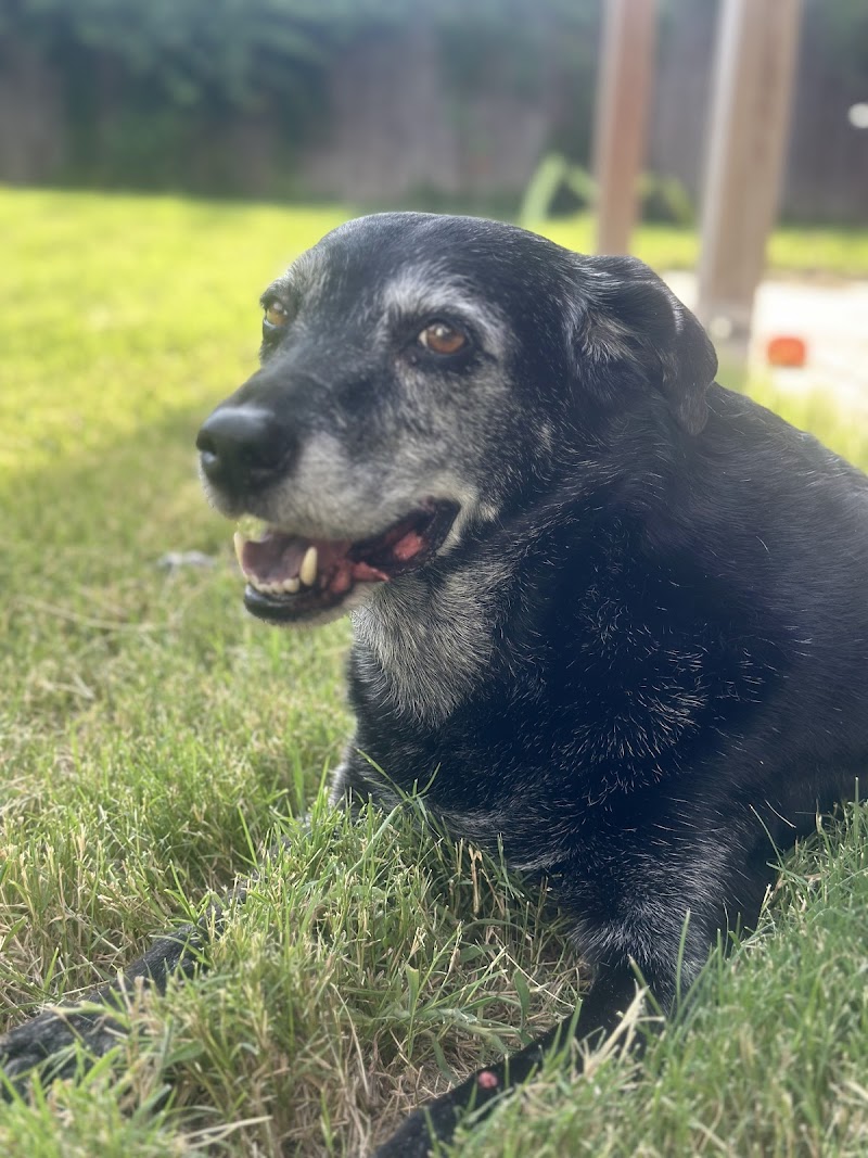 Dallas Veterinary Hospice