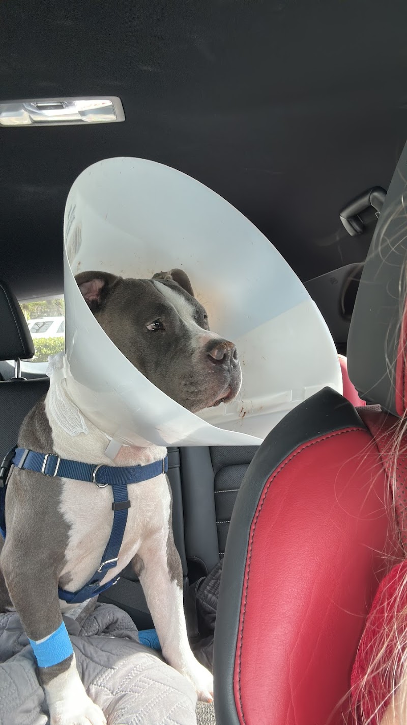 Miami Veterinary Specialists