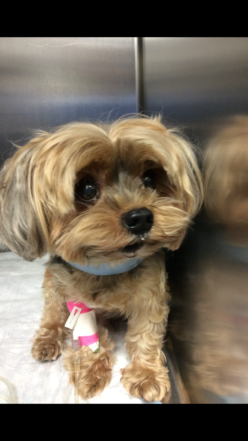 Miami Veterinary Specialists