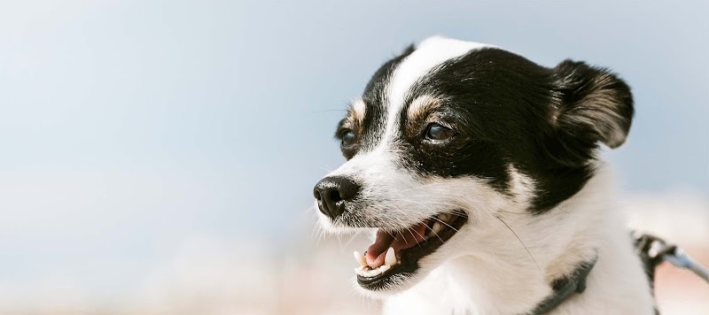 Miami Veterinary Specialists