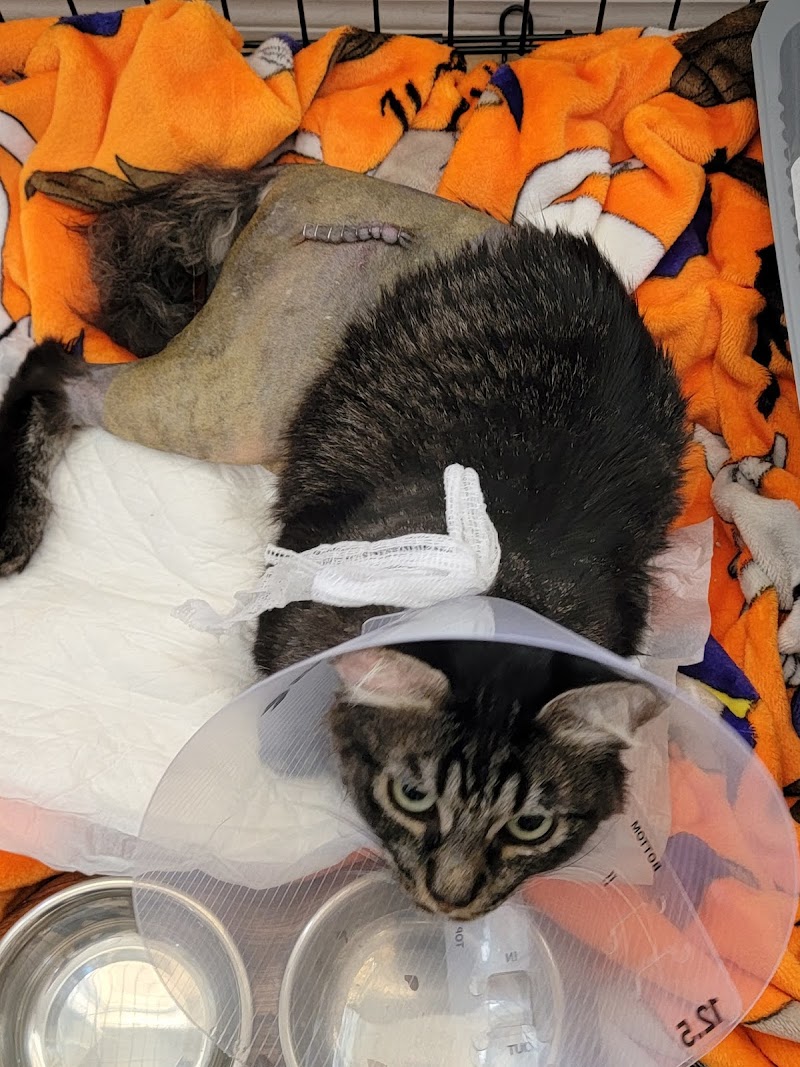 Southwest Veterinary Surgical Service, PC