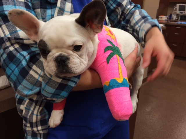 Southwest Veterinary Surgical Service, PC