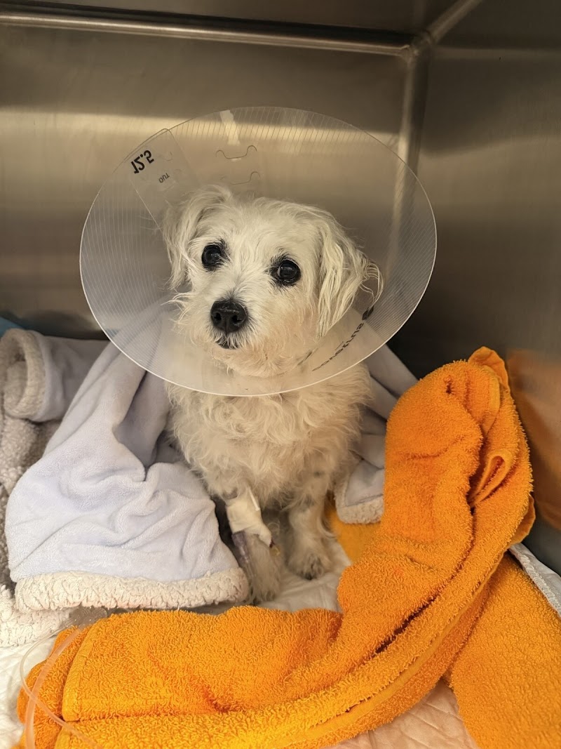 Southwest Veterinary Surgical Service, PC