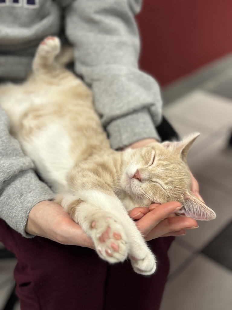 VCA Preston Park Animal Hospital